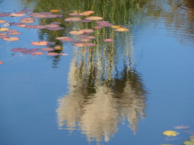 minhen odraz pampas trave